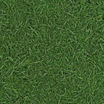 Grass 25